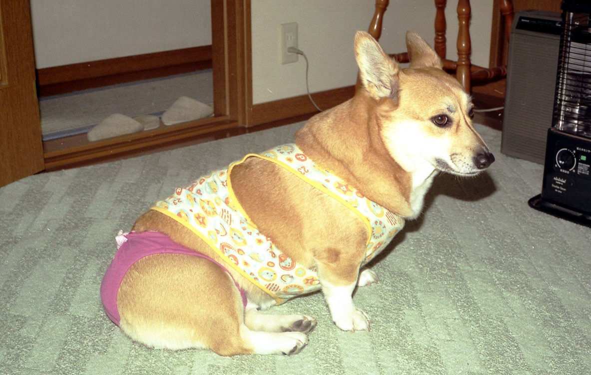 Index of /GIS/Animals